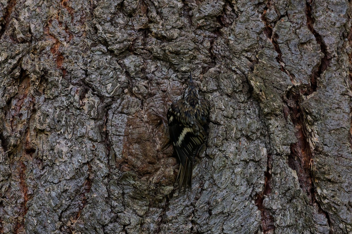 Brown Creeper - ML643441834