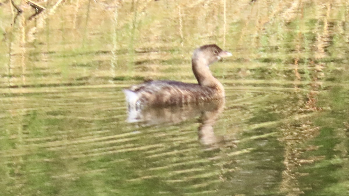 Pied-billed Grebe - ML643441835