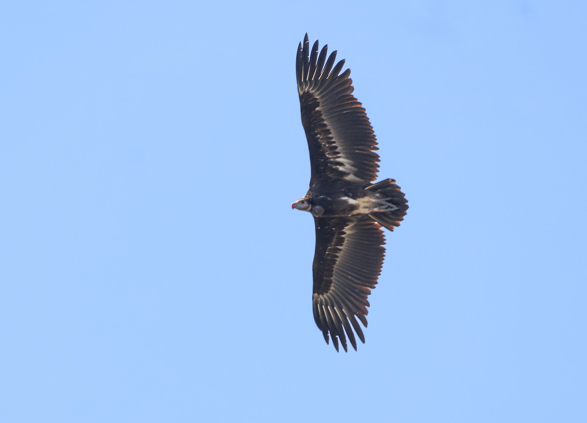 White-headed Vulture - ML643441859