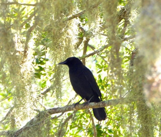 American Crow - ML643441861