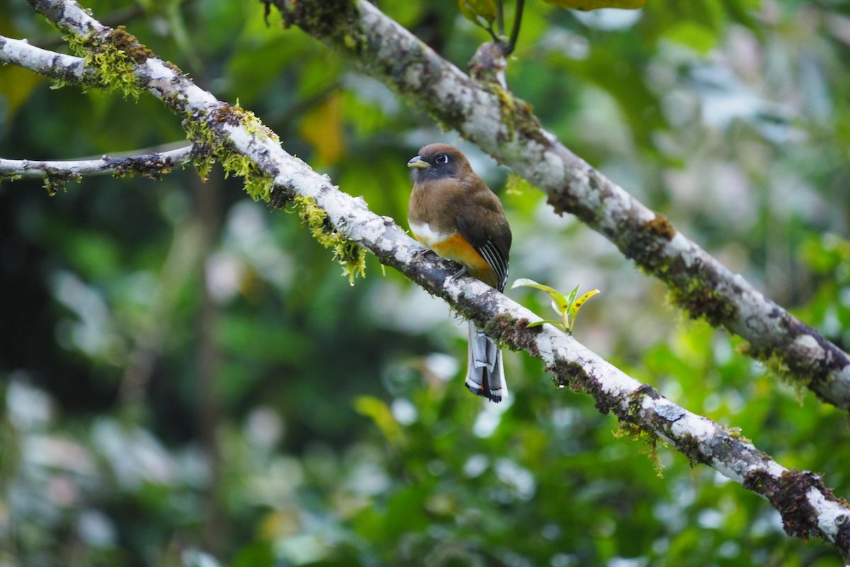 trogon límcový - ML643441910