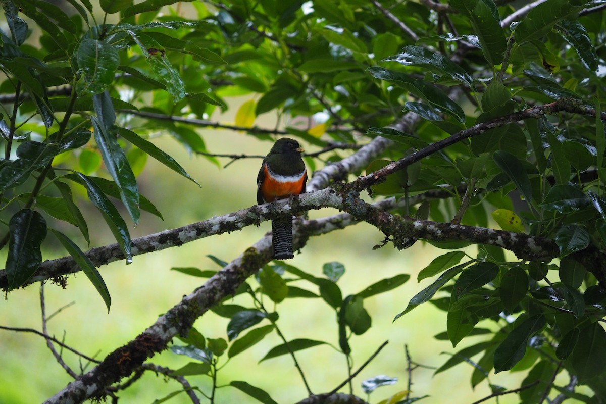 Jungferntrogon - ML643441911
