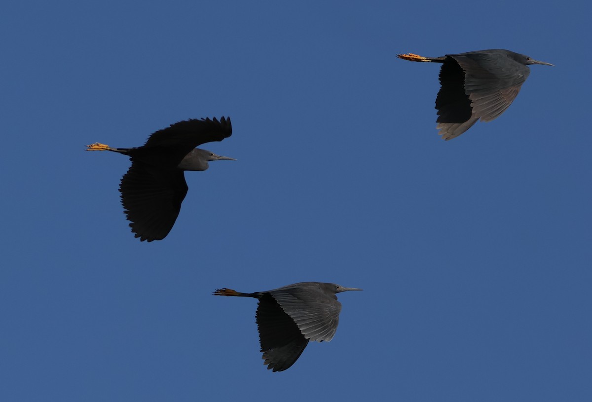 Black Heron - ML643441920