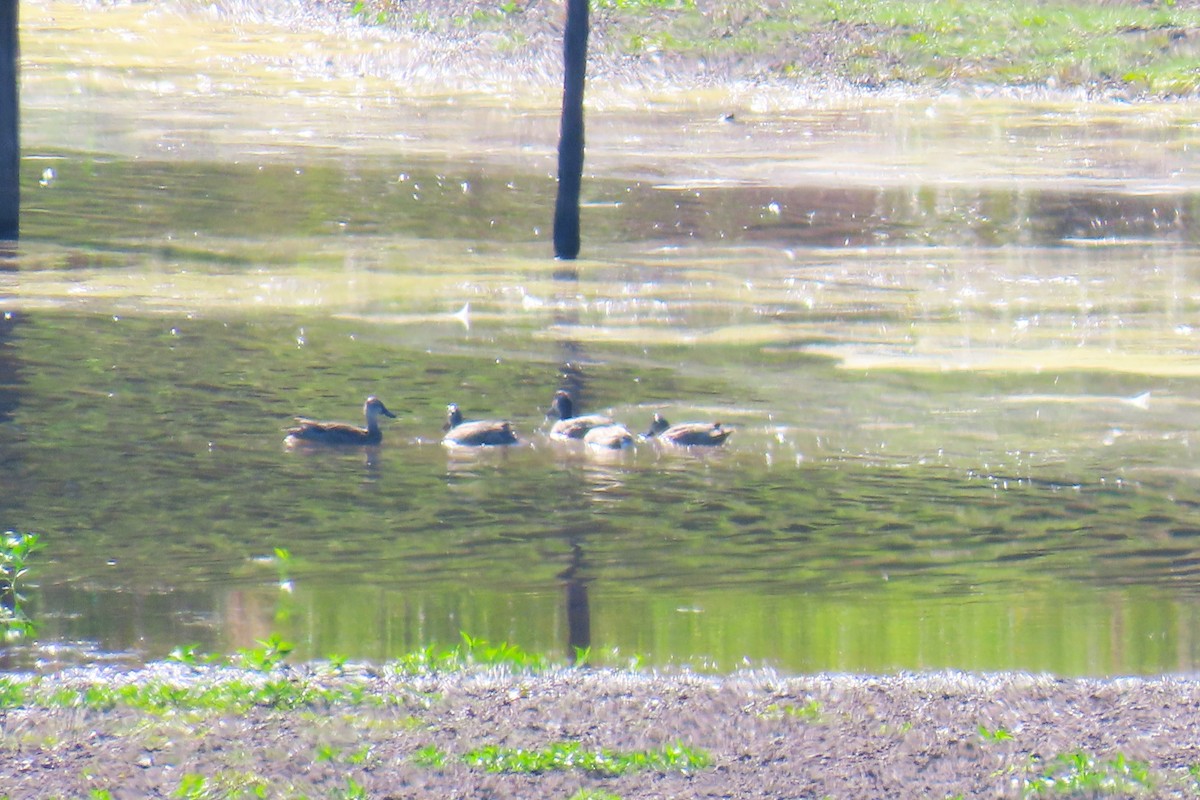 Blue-winged Teal - ML643441950