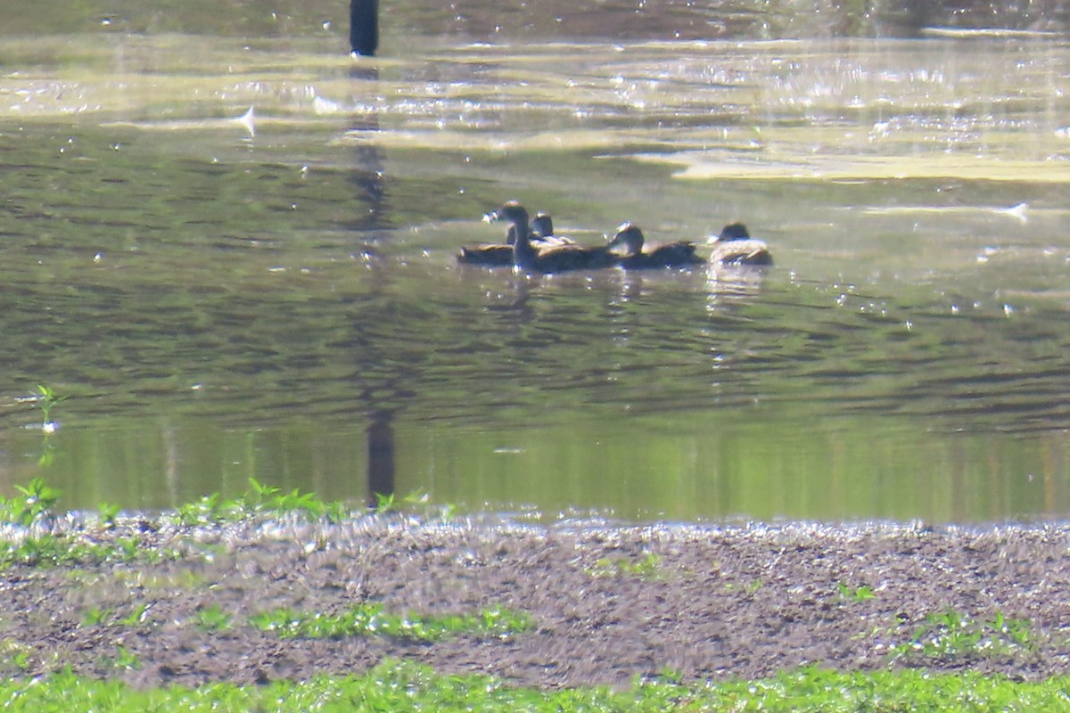 Blue-winged Teal - ML643441951