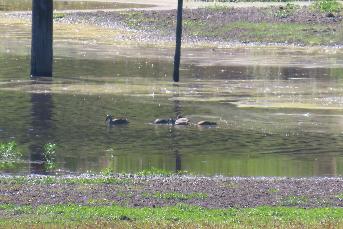 Blue-winged Teal - ML643441953