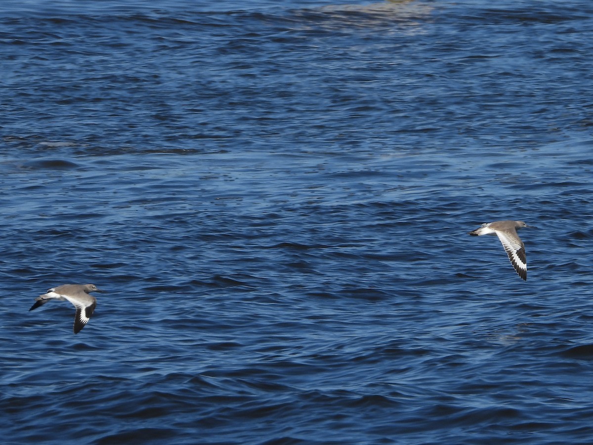 Willet - ML643441958