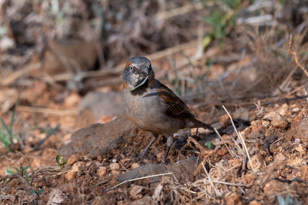 Kenya Rufous Sparrow - ML643441980