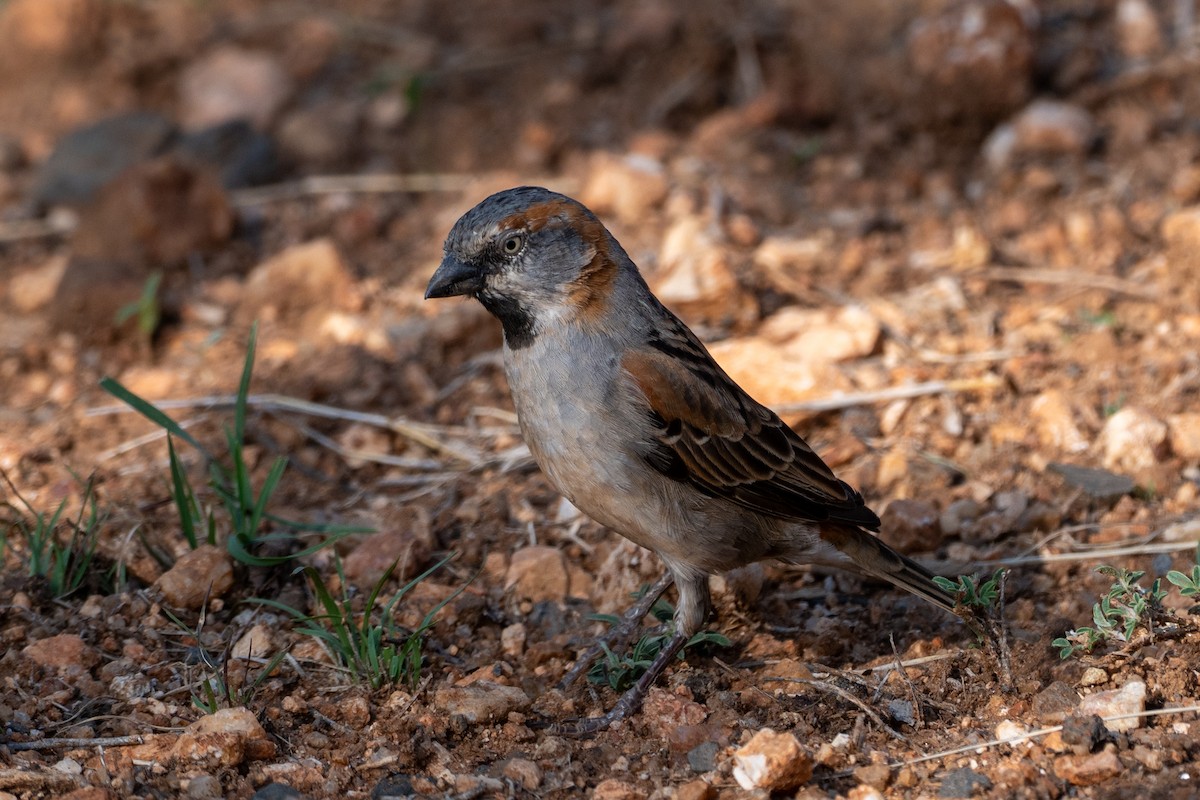Kenya Rufous Sparrow - ML643441981