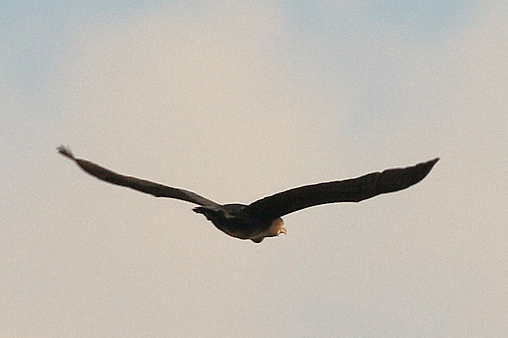 Cormorano - ML643441987