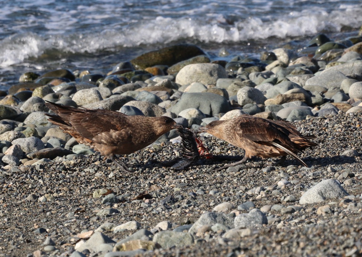 Chilean Skua - ML643441991