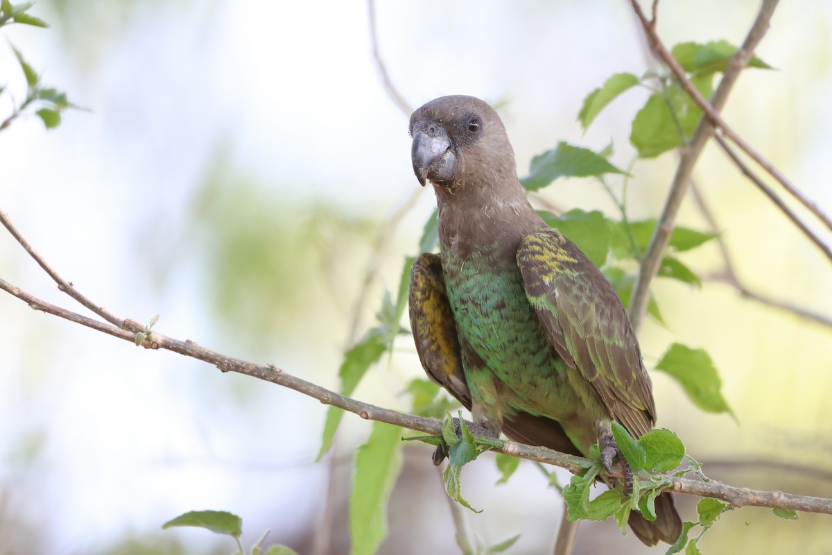 gulissepapegøye - ML643442008