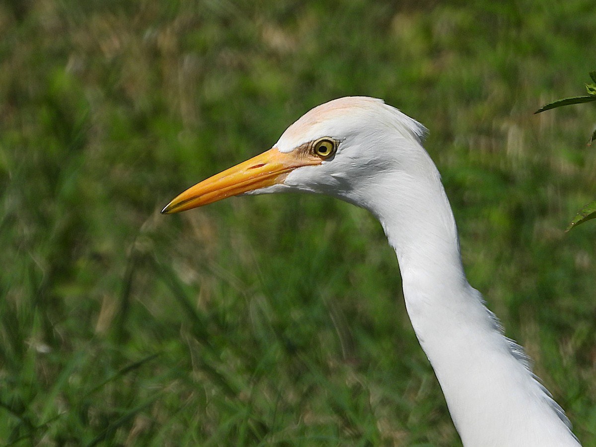 Western Cattle-Egret - ML643442012