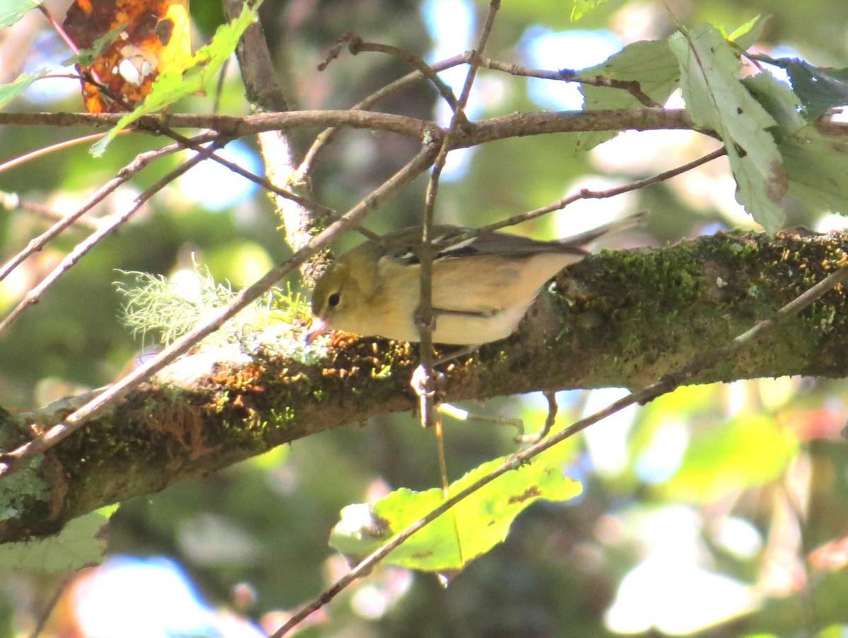 Blackpoll Warbler - ML643442013