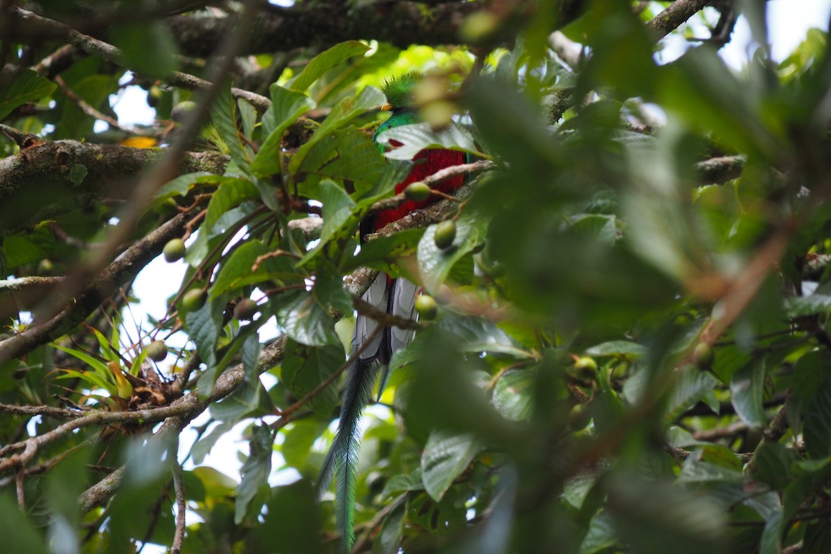Quetzal - ML643442024
