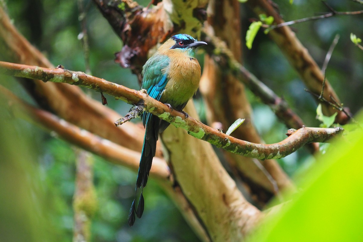 Diademmotmot - ML643442028