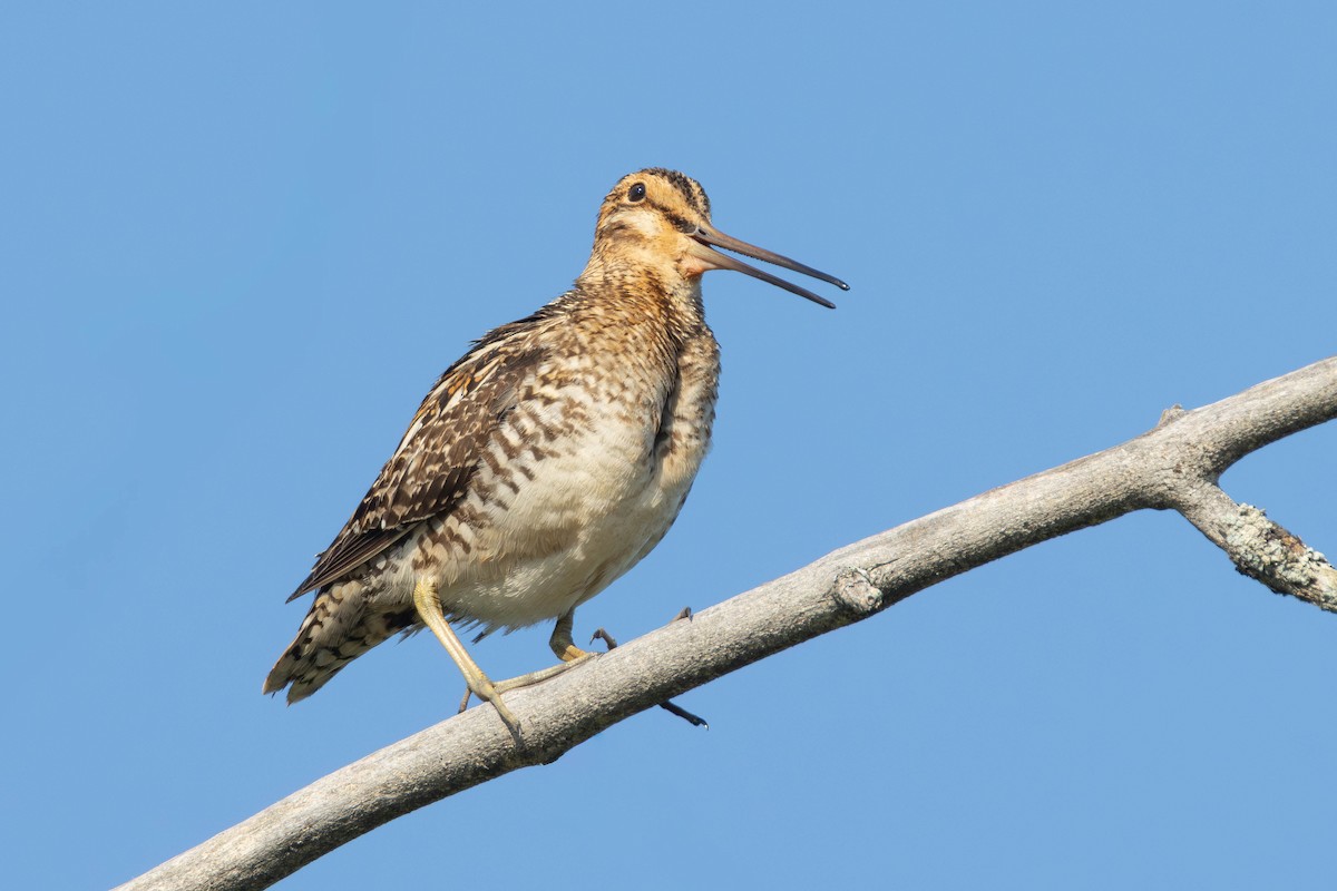 Wilson's Snipe - ML643442032