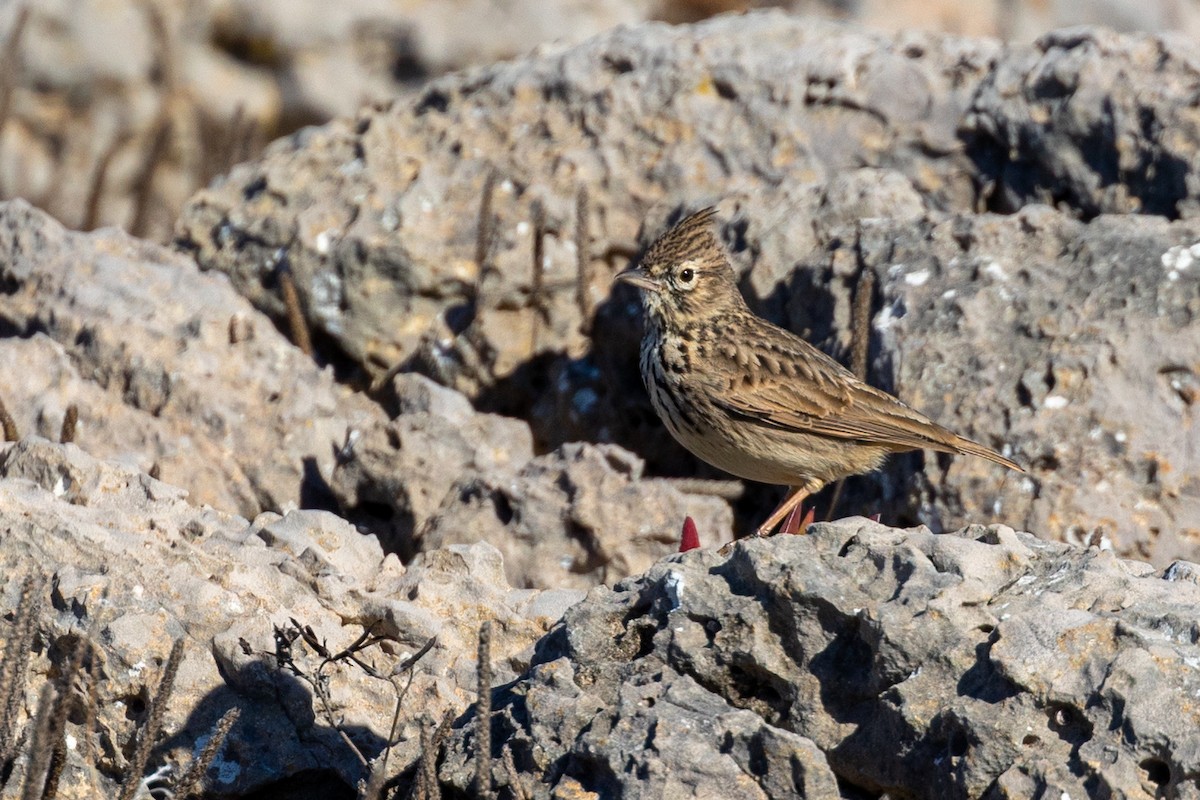 Thekla's Lark - ML643442038