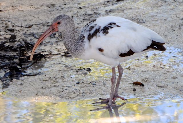 Ibis blanc - ML643442057