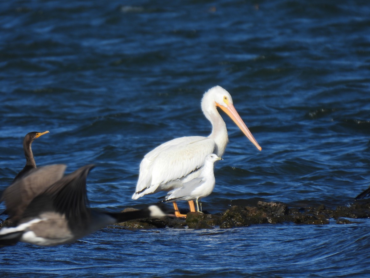 American White Pelican - ML643442062