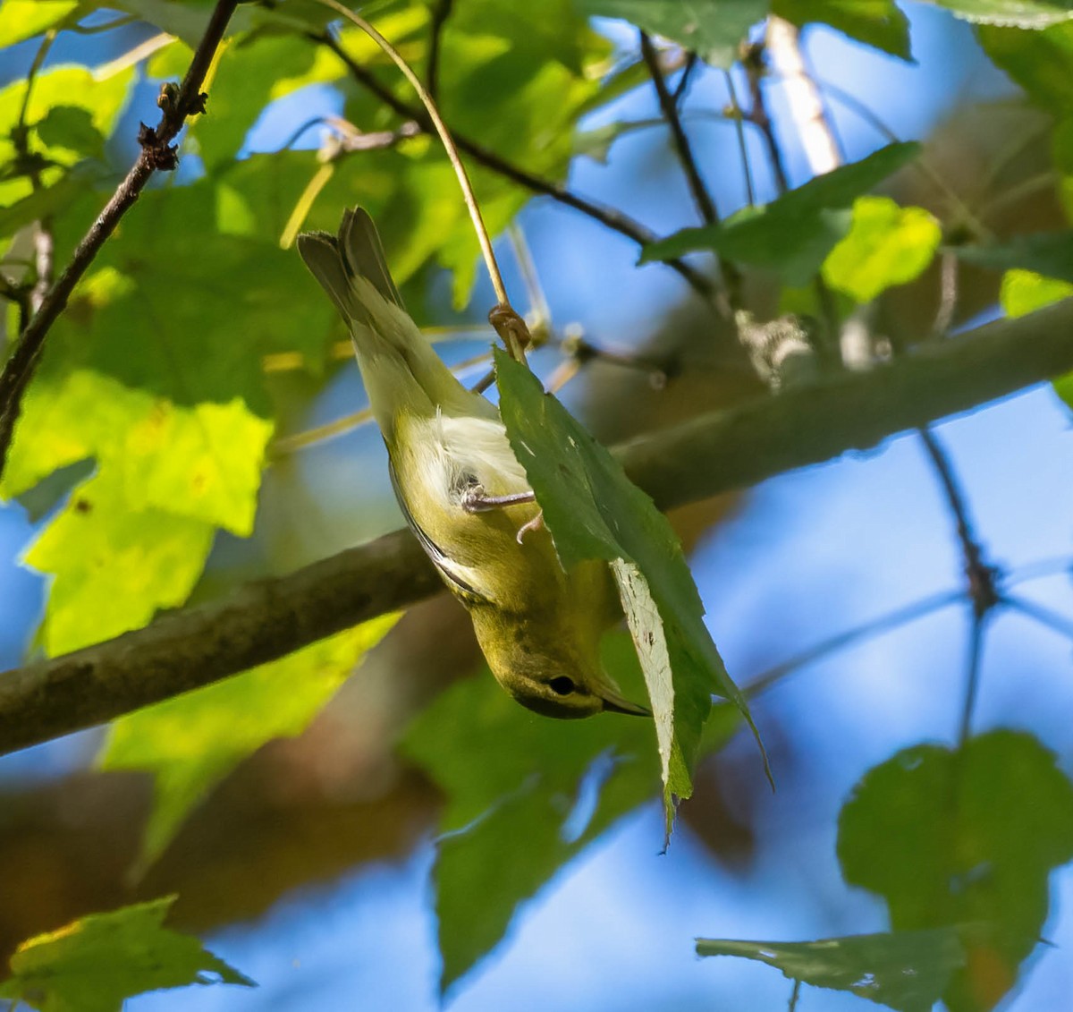 Tennessee Warbler - ML643442075