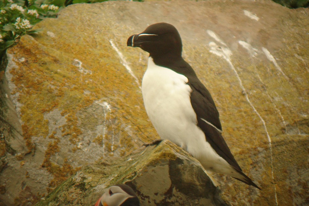 Razorbill - ML643442077