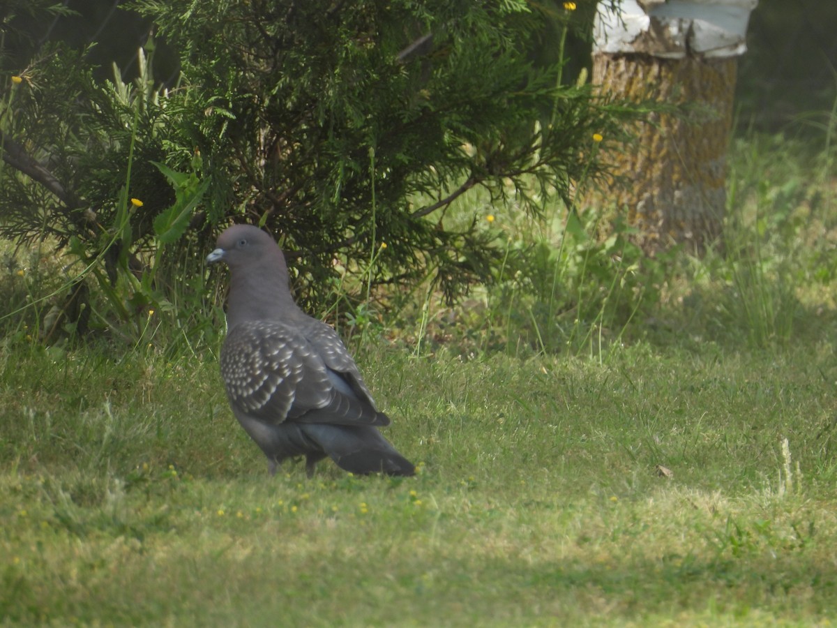 Spot-winged Pigeon - ML643442080