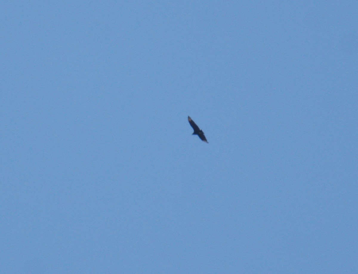 Black Vulture - ML643442081