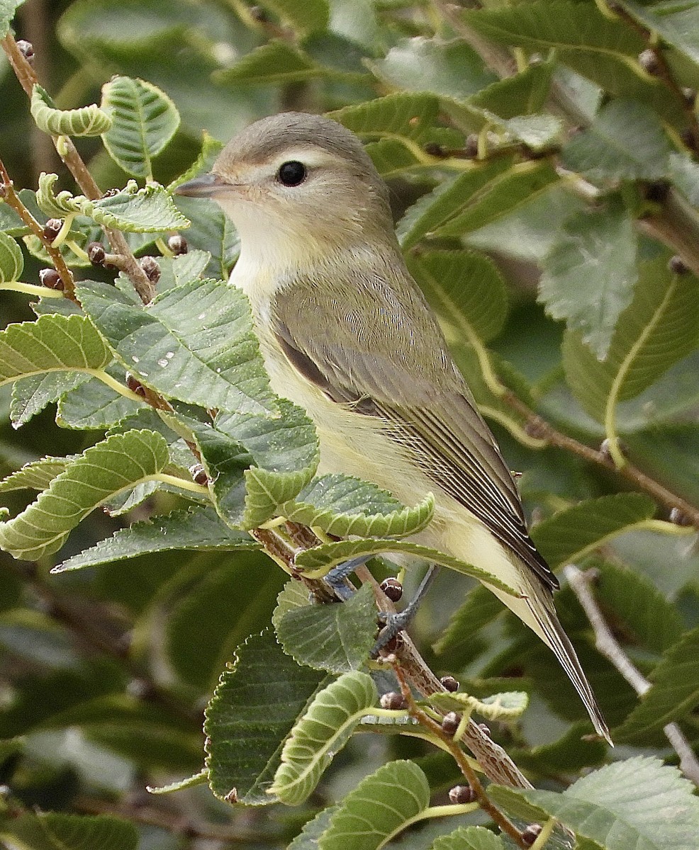 Western Warbling Vireo - ML643442089