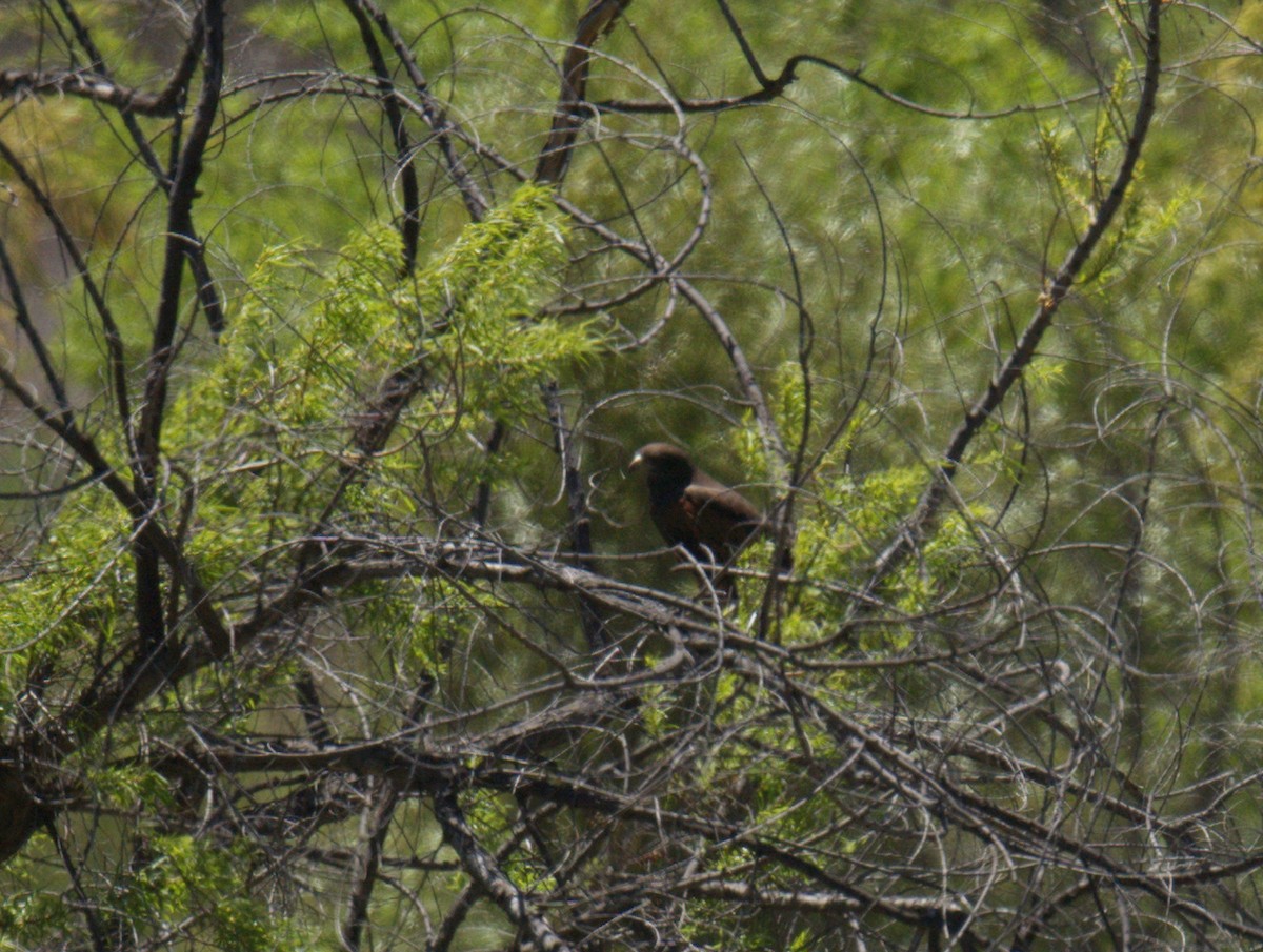 Harris's Hawk - ML643442093