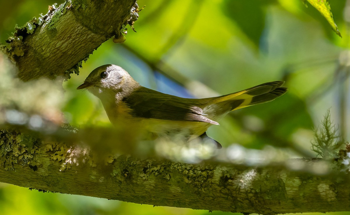 American Redstart - ML643442094