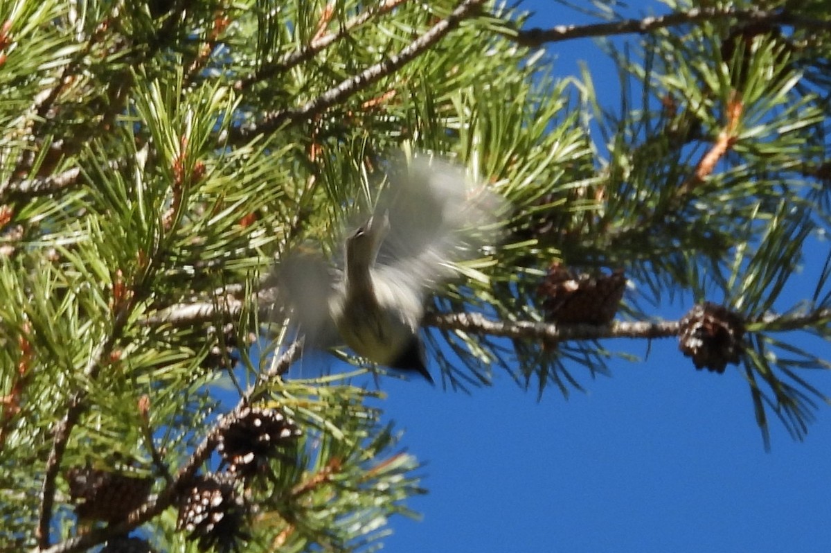 Mountain Chickadee - ML643442095