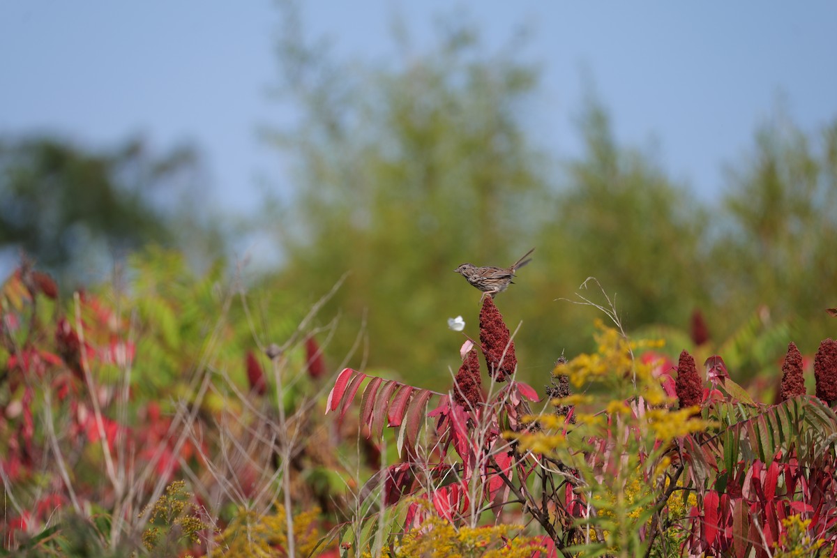 Song Sparrow - ML643442096