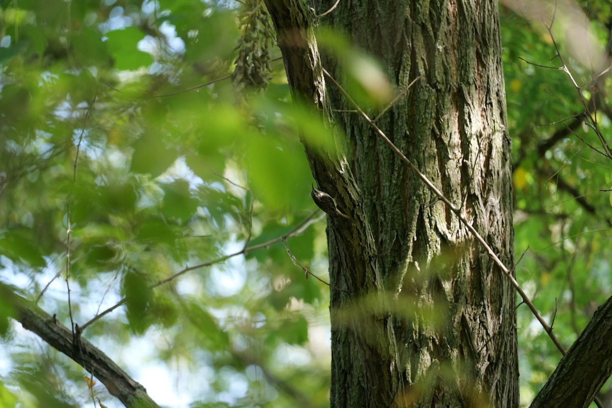 Brown Creeper - ML643442098