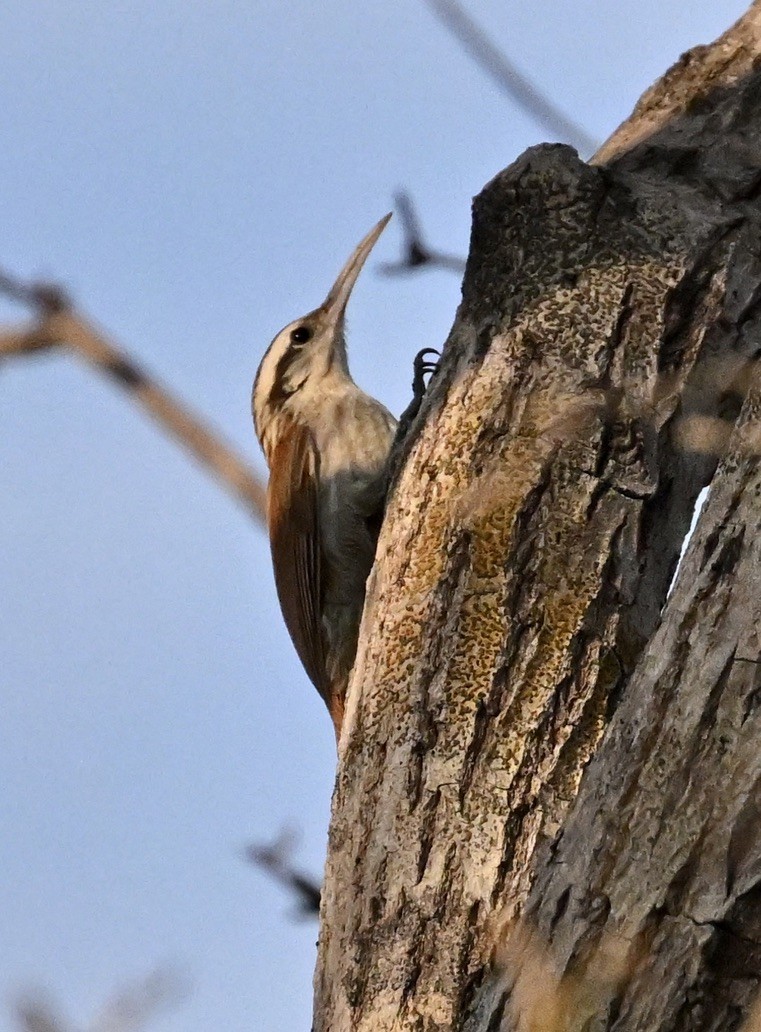 Narrow-billed Woodcreeper - ML643442100