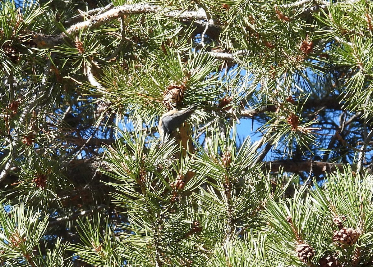 Red-breasted Nuthatch - ML643442101