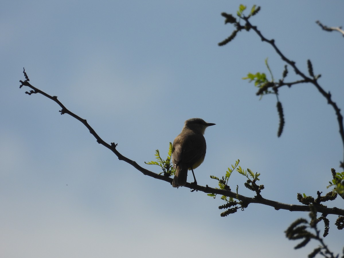 Chalk-browed Mockingbird - ML643442102