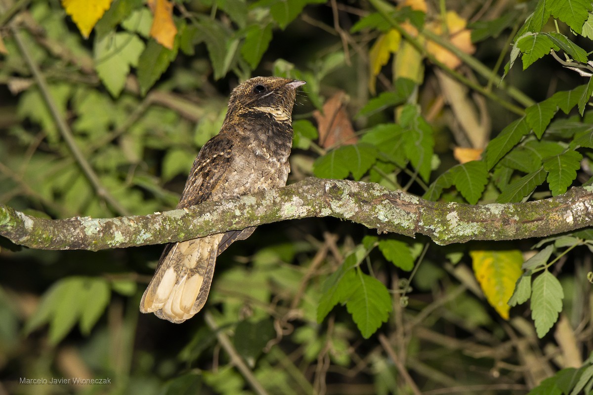 アカヨタカ - ML643442117