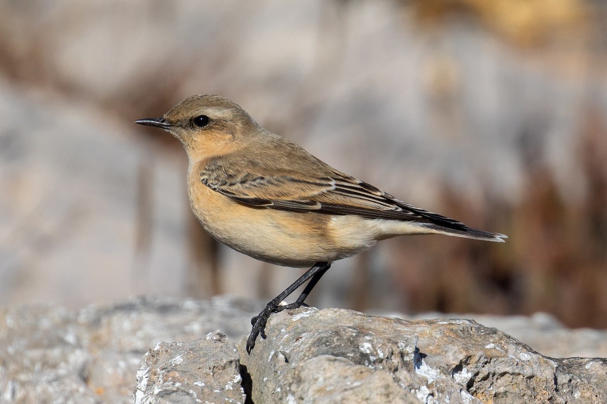 Northern Wheatear - ML643442126