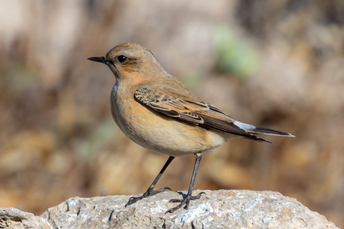 Northern Wheatear - ML643442127