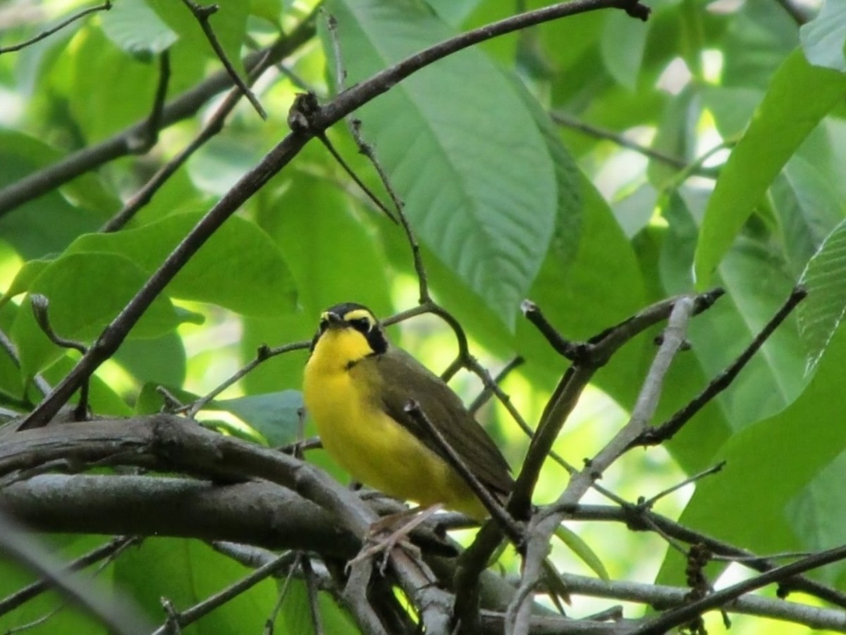 Kentucky Warbler - ML643442139