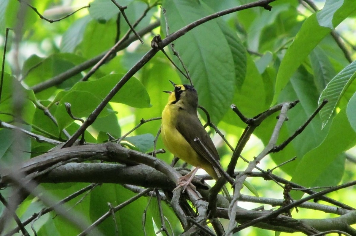 Kentucky Warbler - ML643442140