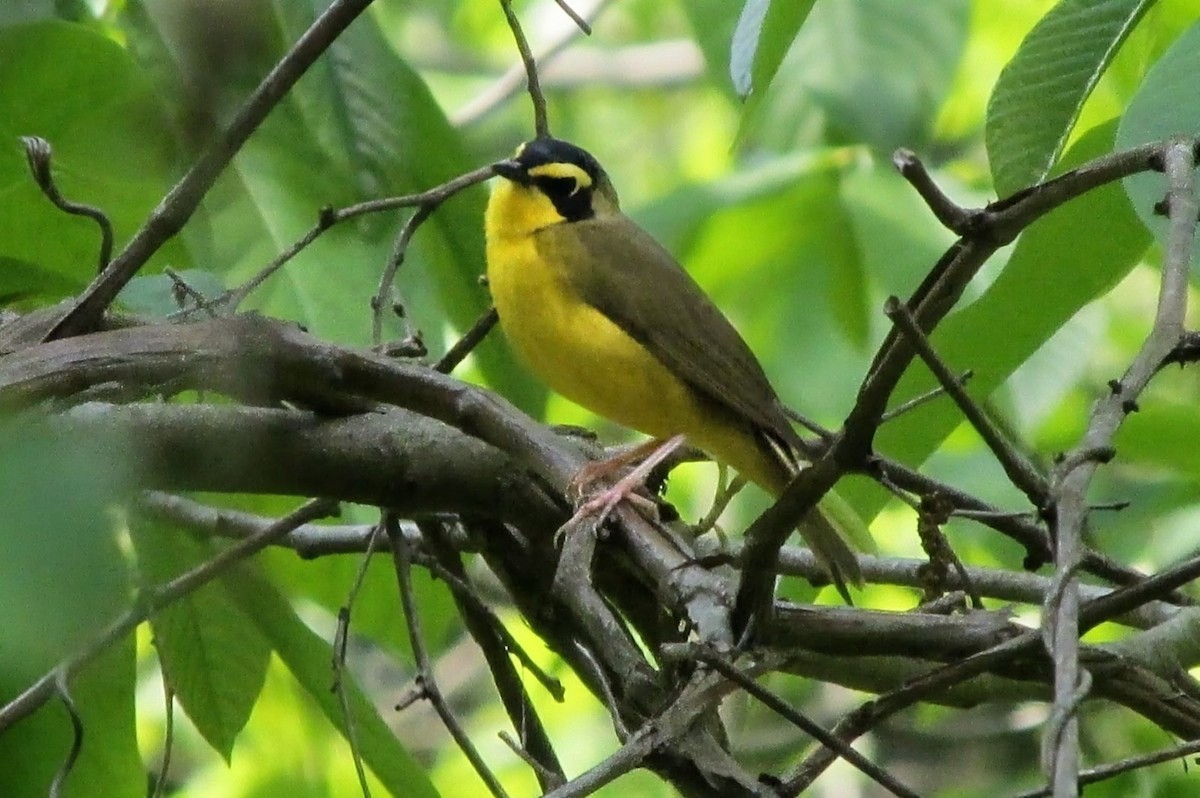 Kentucky Warbler - ML643442141
