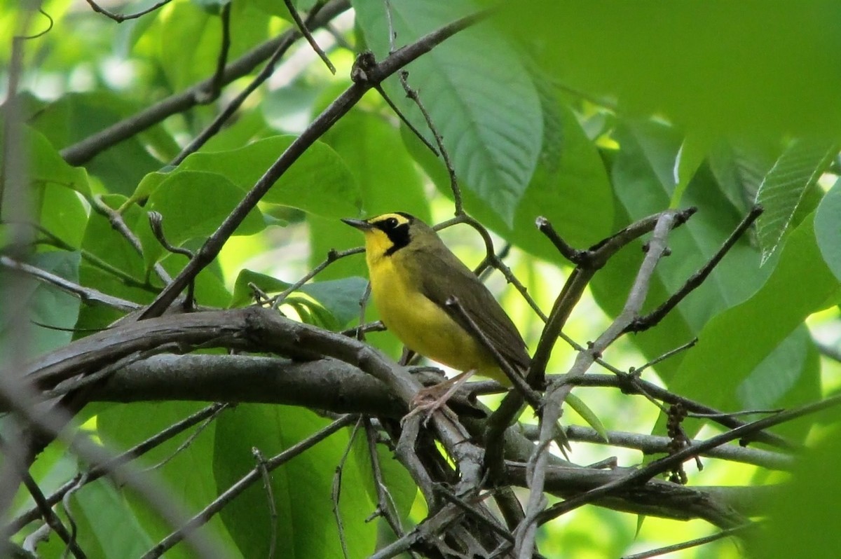 Kentucky Warbler - ML643442142