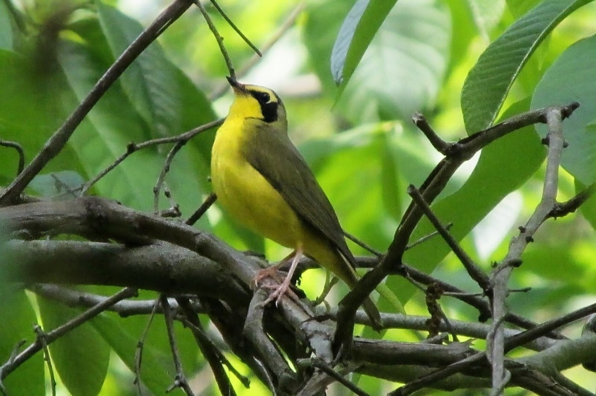 Kentucky Warbler - ML643442144