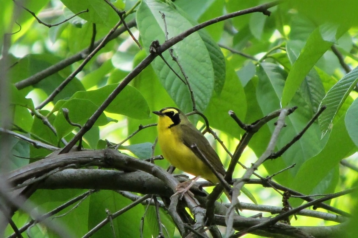 Kentucky Warbler - ML643442145