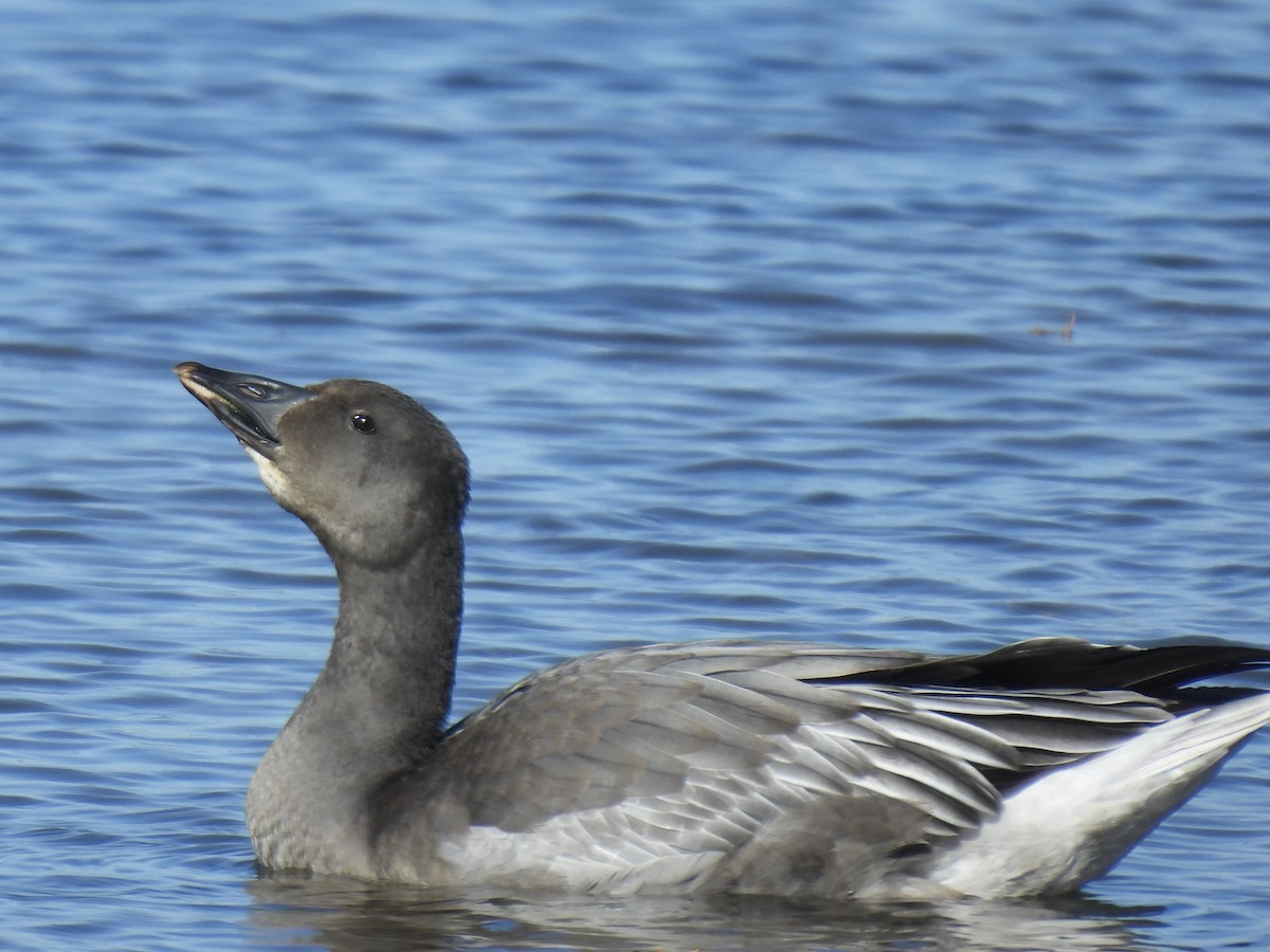 Snow Goose - ML643442174