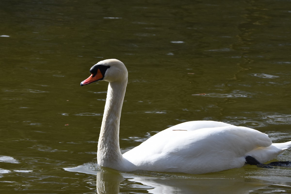 Mute Swan - ML643442177