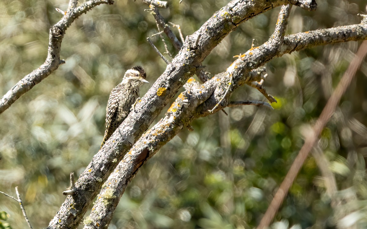 Striped Woodpecker - ML643442181
