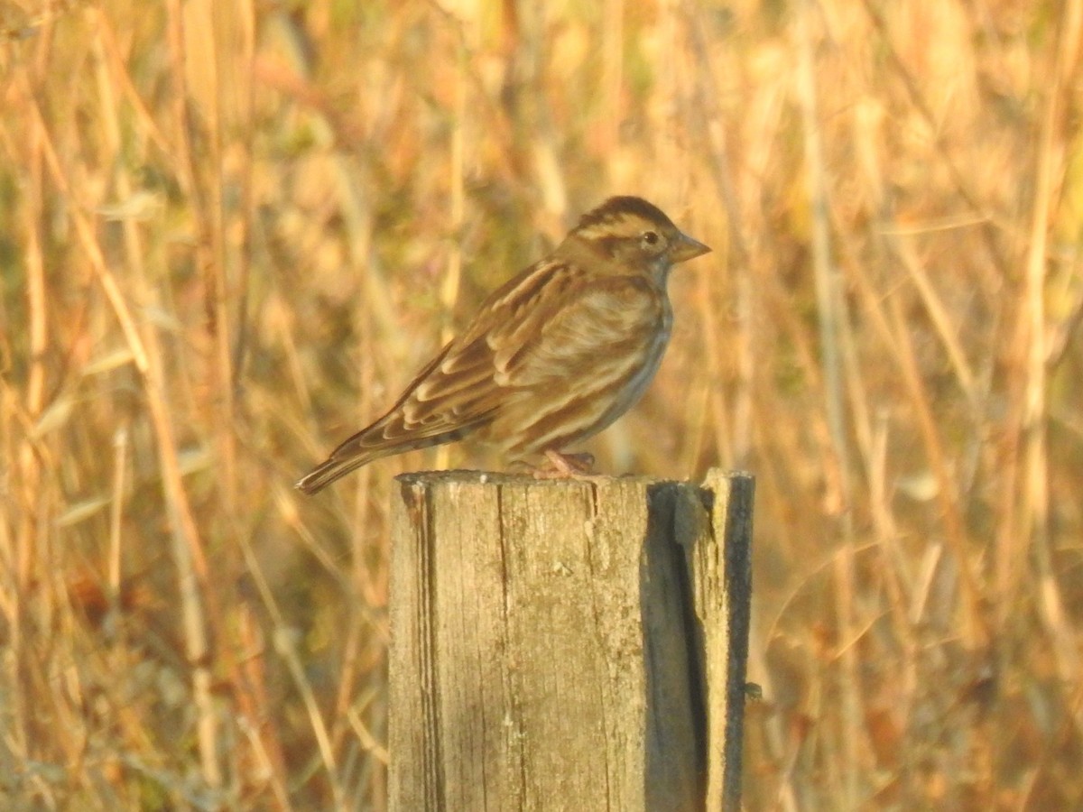 Rock Sparrow - ML643442194